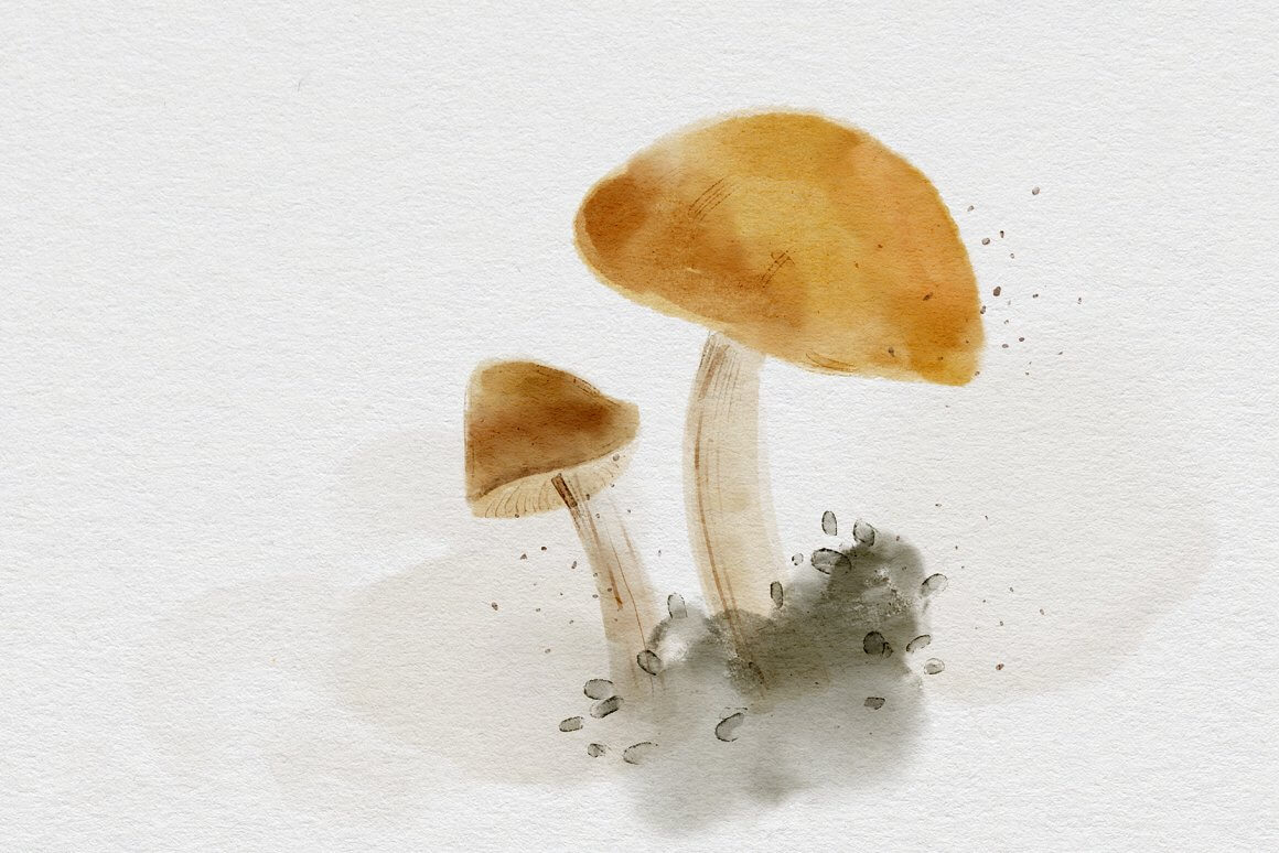 Two Mushrooms Painted in Watercolor.