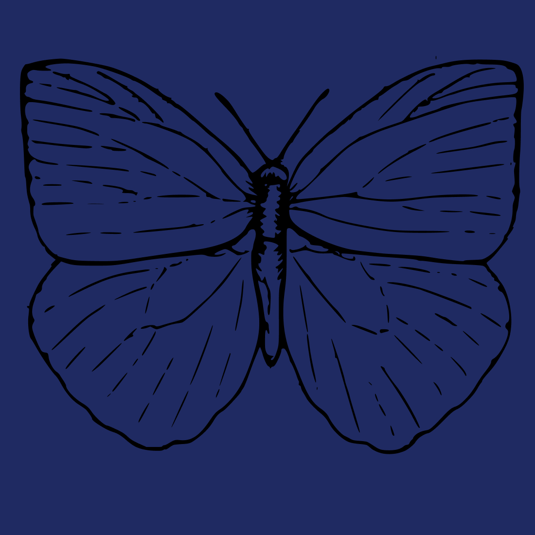 bug sketch insect butterfly wildlife svg1