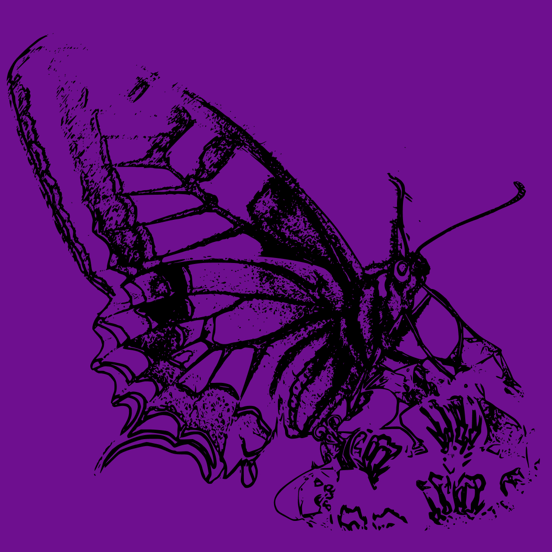 Free Bug Butterfly SVG cover image.