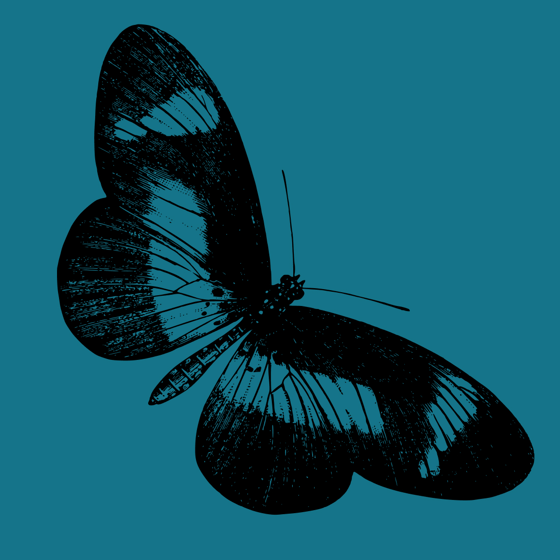 free butterfly wings flying svg
