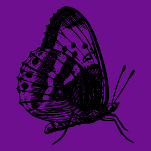 free insect animal butterfly svg
