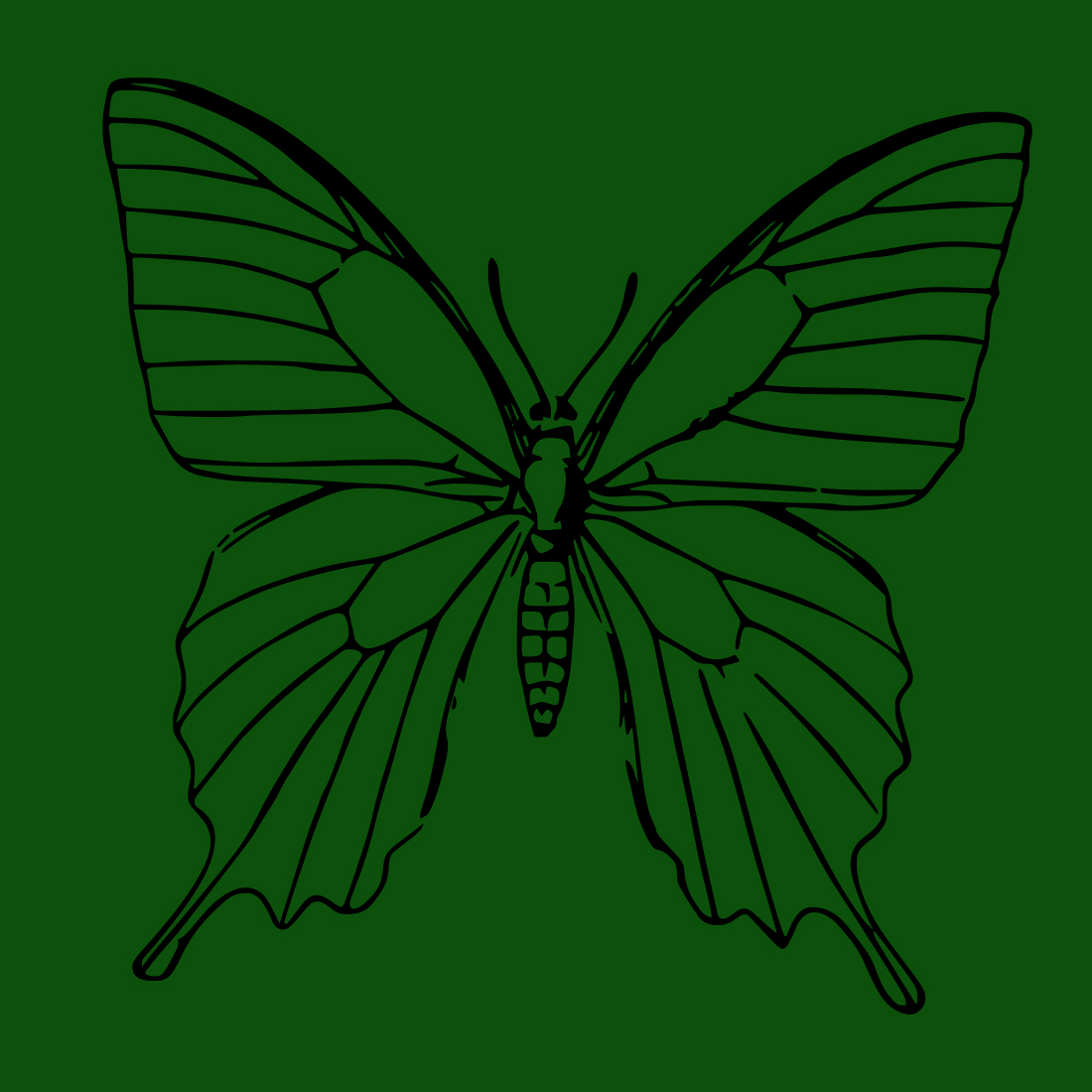 insect animal butterfly