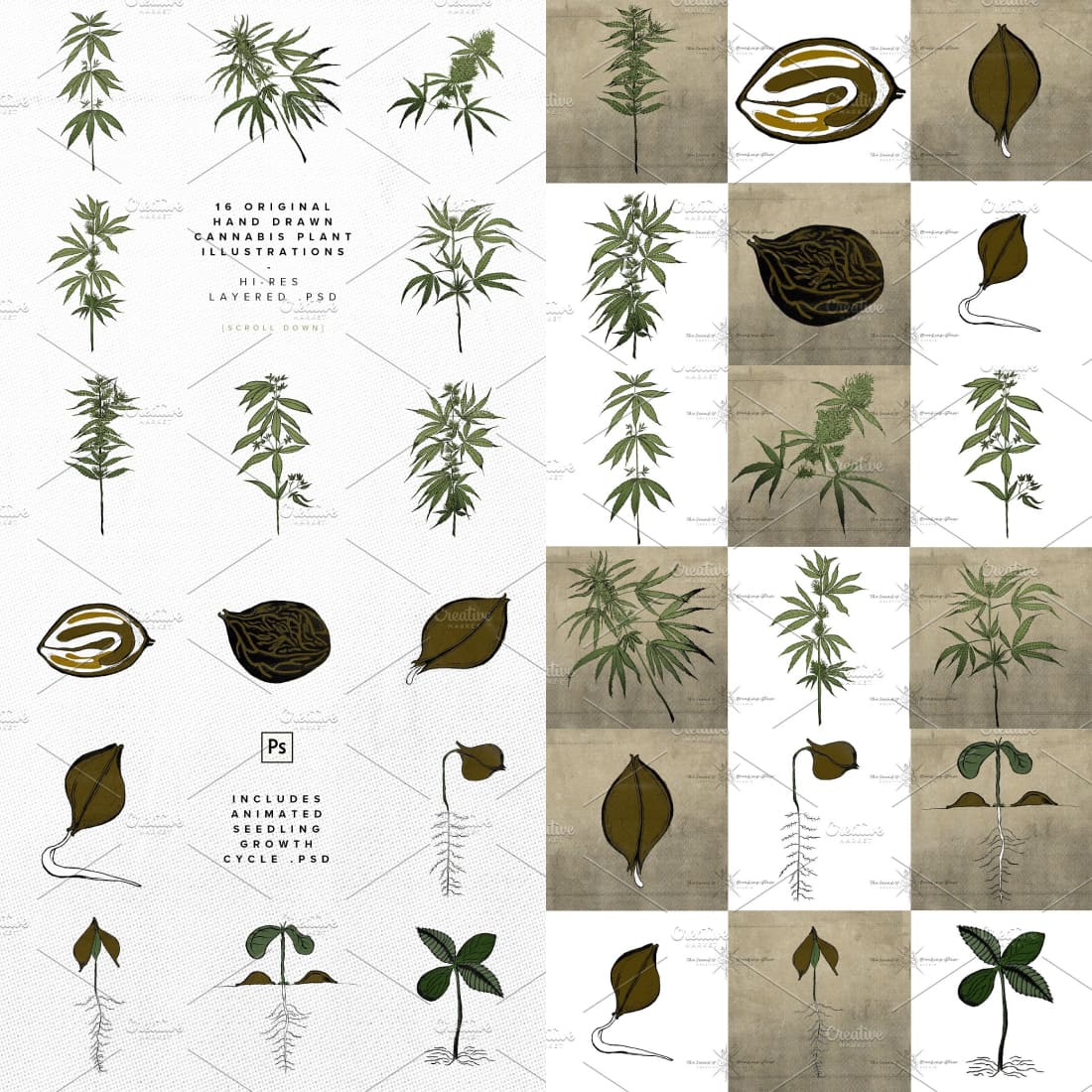 medical marijuana cannabis plant preview image.