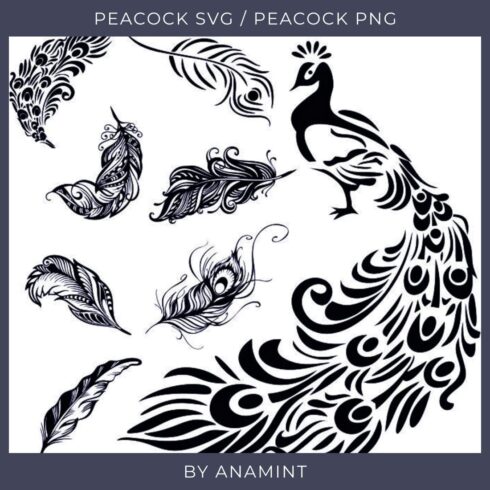 Set of peacocks and feathers in black and white.