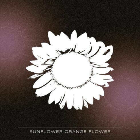 sunflower orange flower cover image.