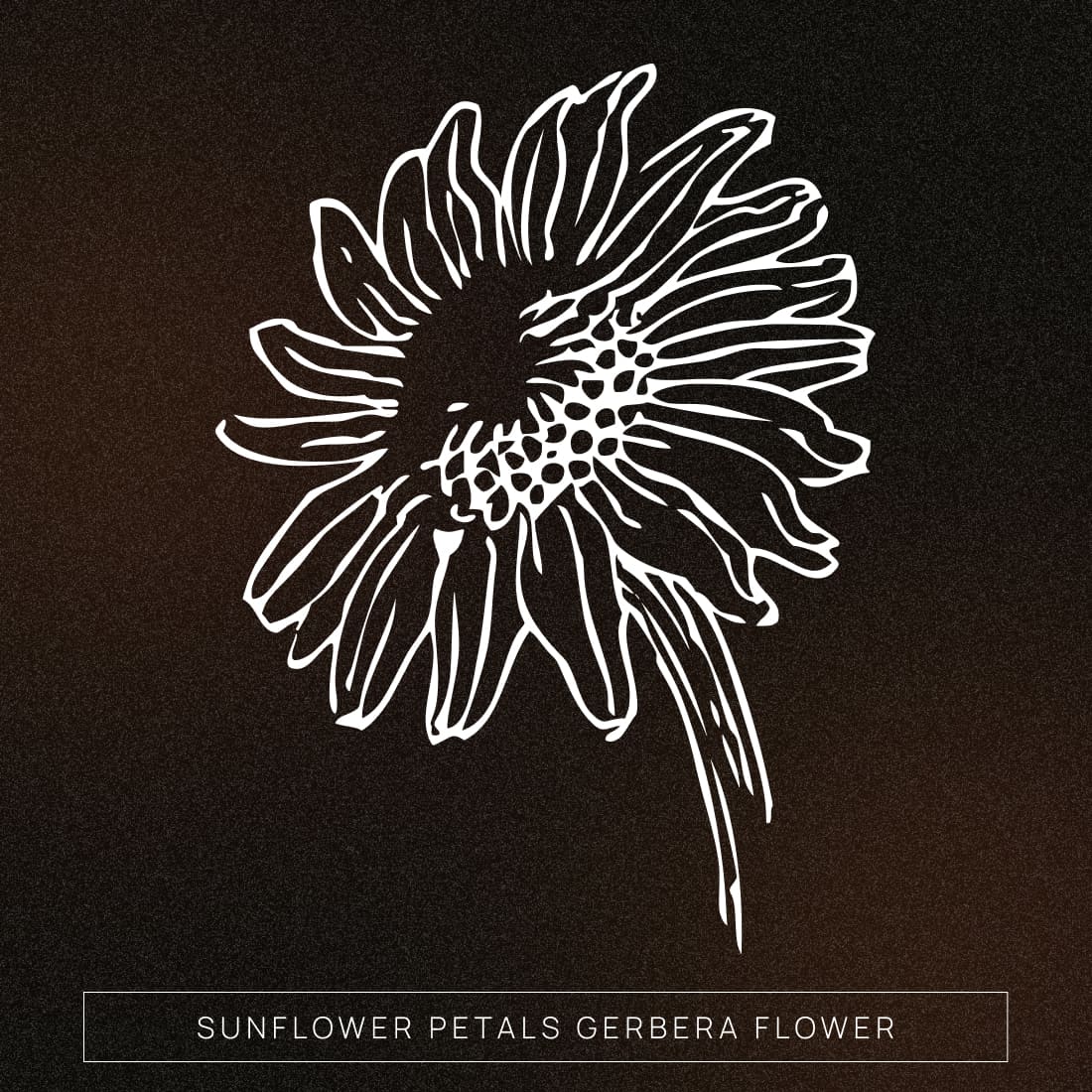 sunflower petals gerbera flower cover image.