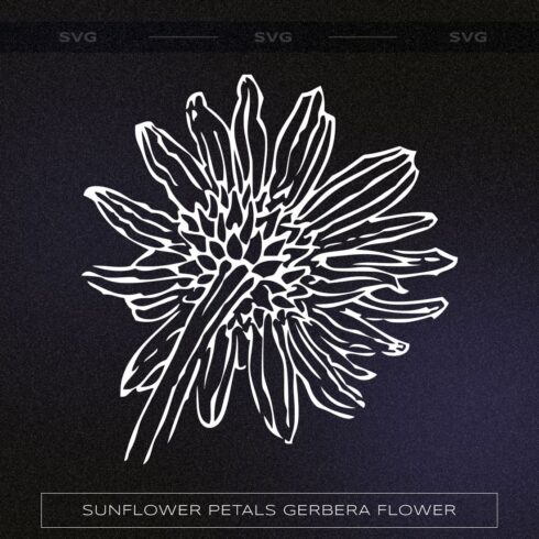 sunflower petals gerbera flower cover image.