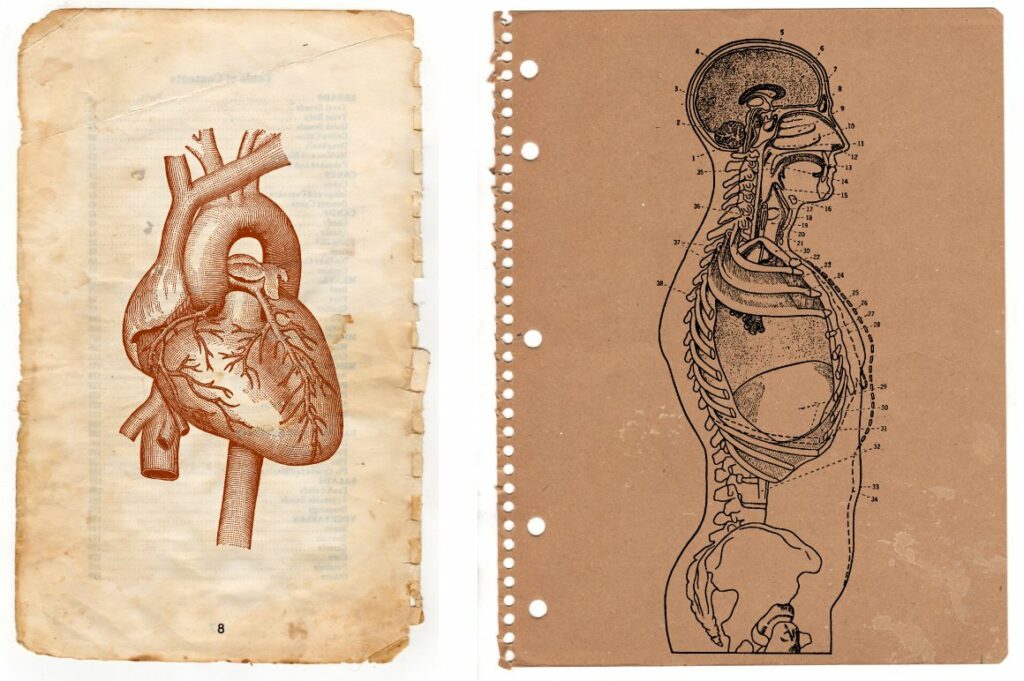 50 vintage anatomy vectors example.