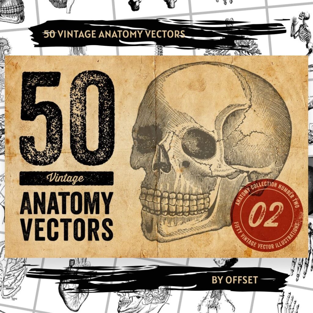 50 Vintage Anatomy Vectors – MasterBundles