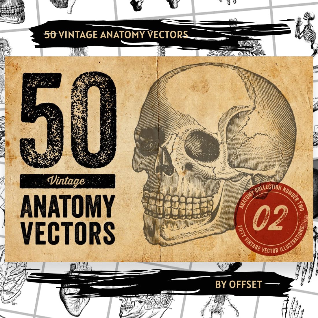 50 Vintage Anatomy Vectors main cover.