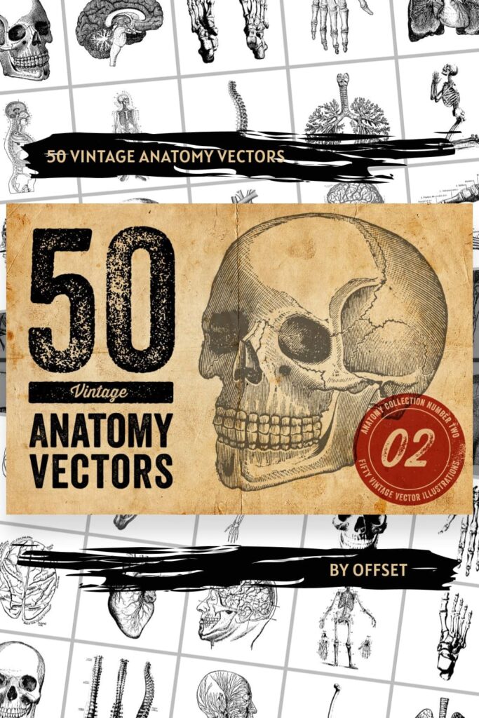50 Vintage Anatomy Vectors Pinterest.