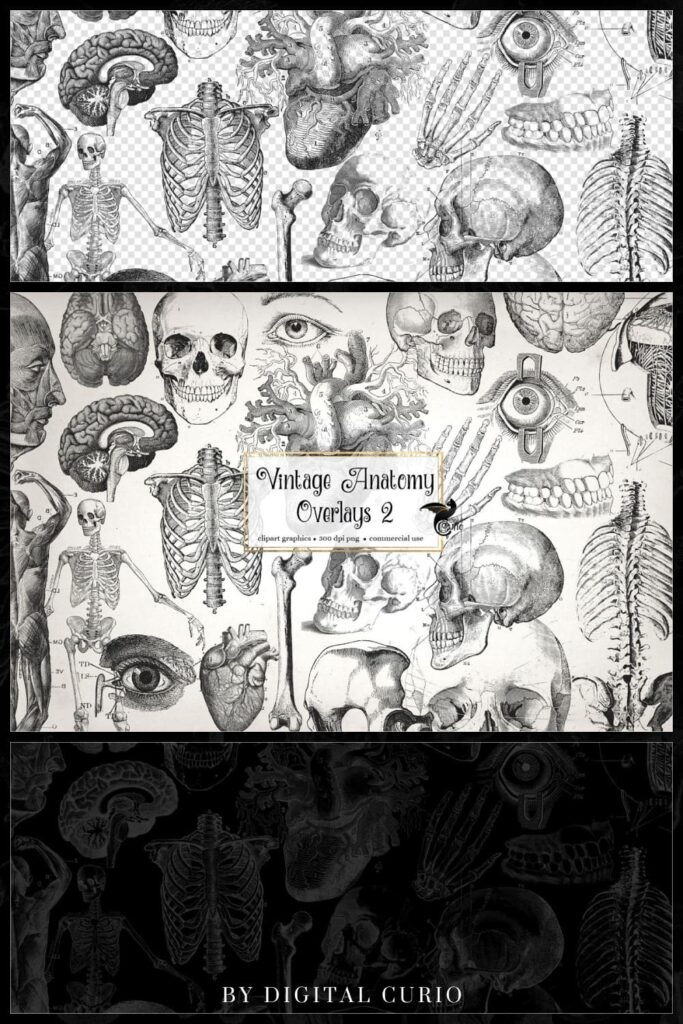 Antique Anatomy Overlays 2 Pinterest.