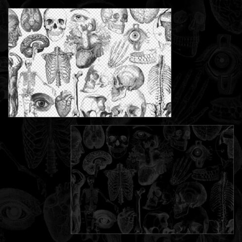 Antique Anatomy Overlays 2 – MasterBundles