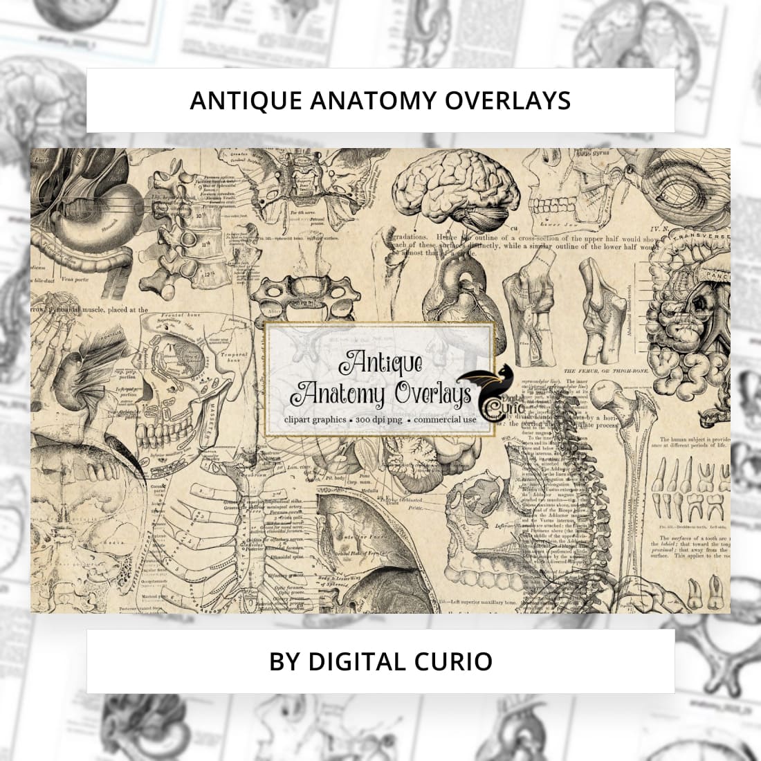 Antique Anatomy Overlays main cover.