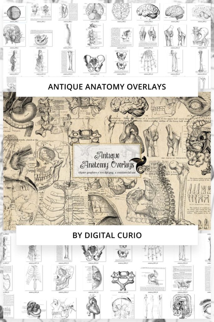 Antique Anatomy Overlays Pinterest.