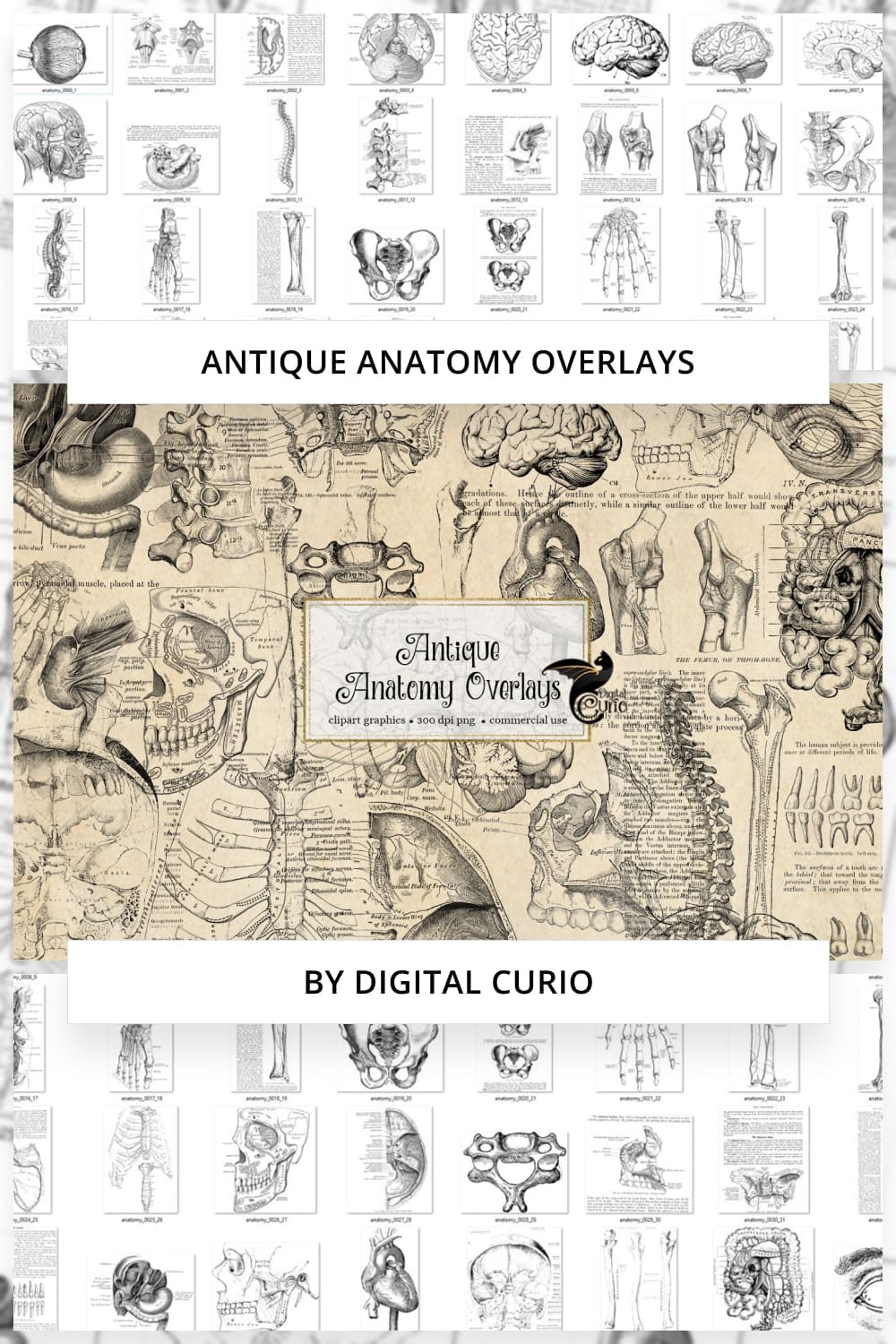 Antique Anatomy Overlays Pinterest.