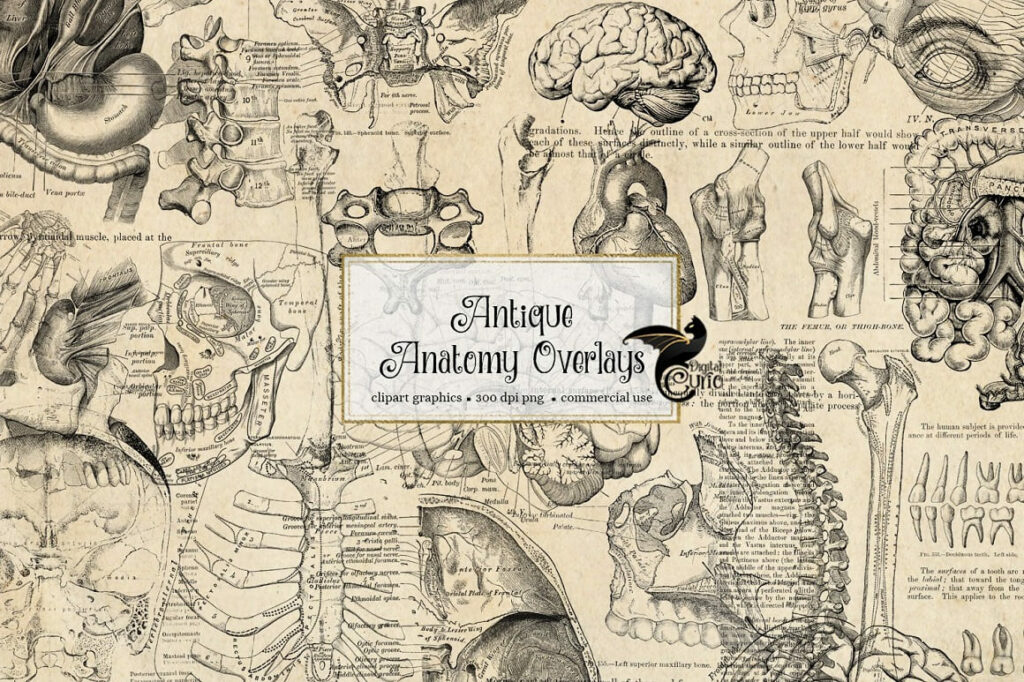 Antique Anatomy Overlays preview.
