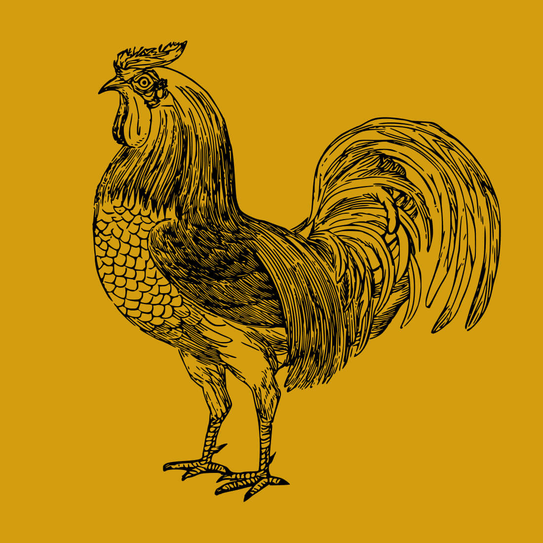 Free Cockerel Bird Cock SVG cover.
