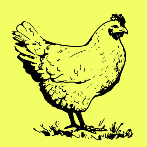Free Bird Hen Domestic SVG cover image.