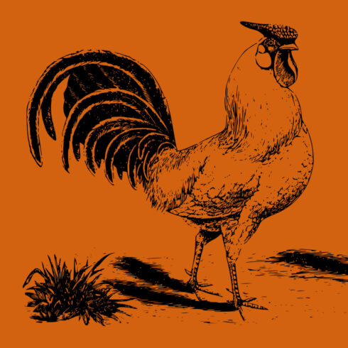 Free Cock Bird Hen SVG cover.