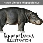 Hippo vintage hippopotamus.