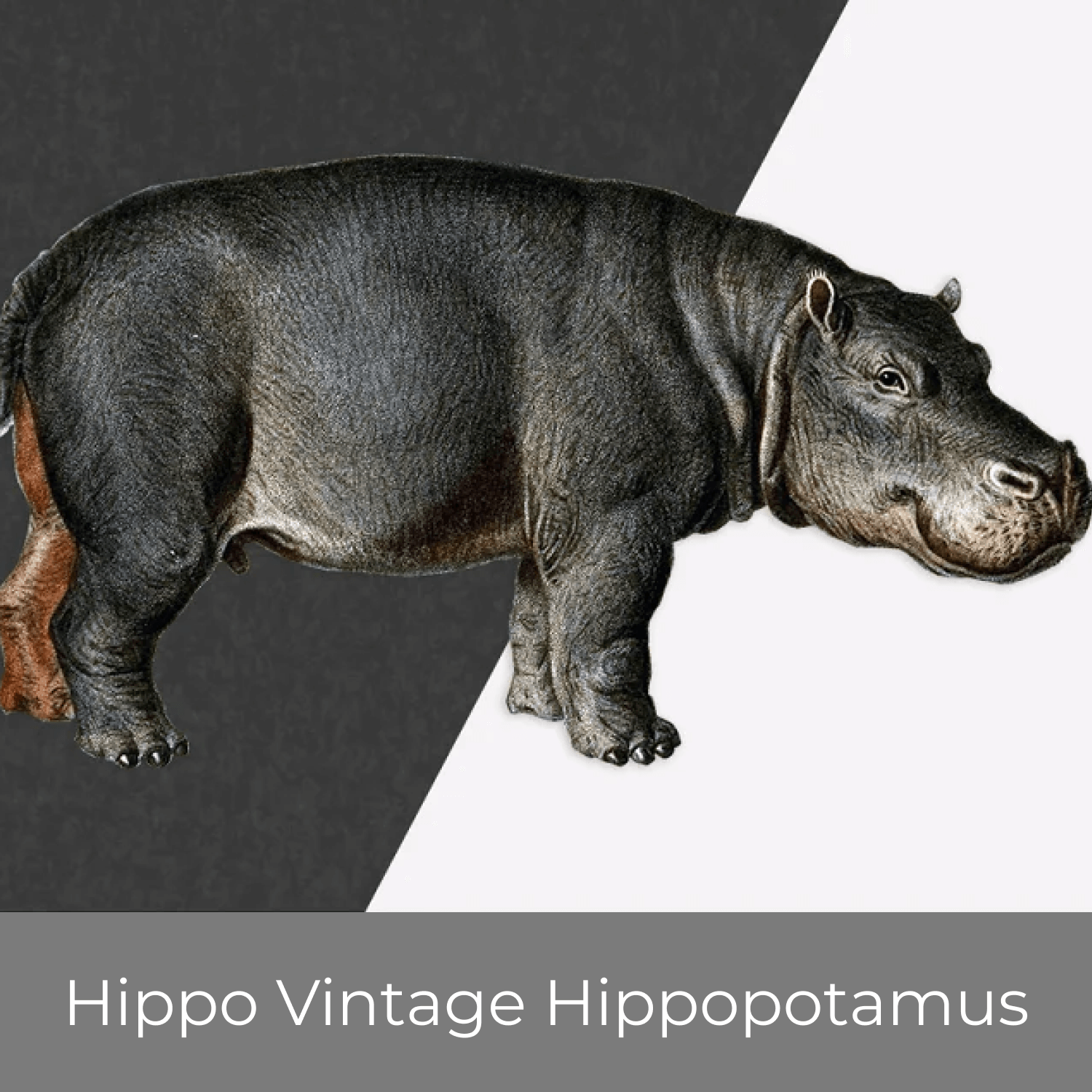 Vintage hippopotamus.