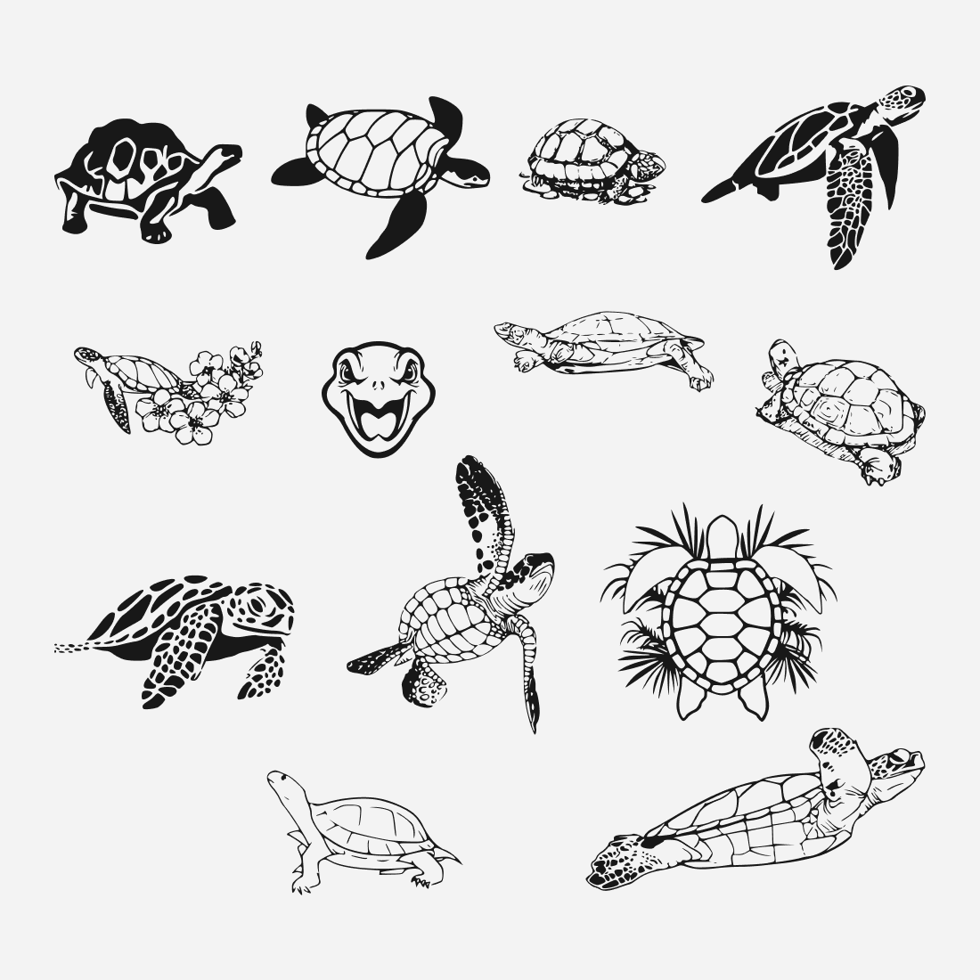 Bunch of different types of turtles.