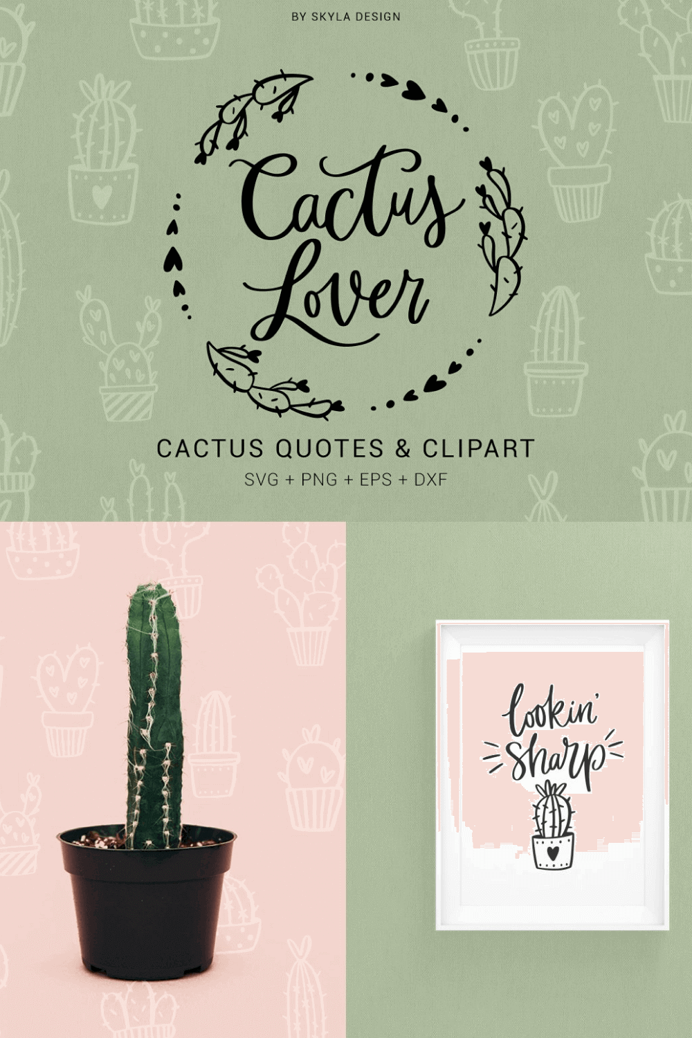 Looking Sharp of Cactus Lover.
