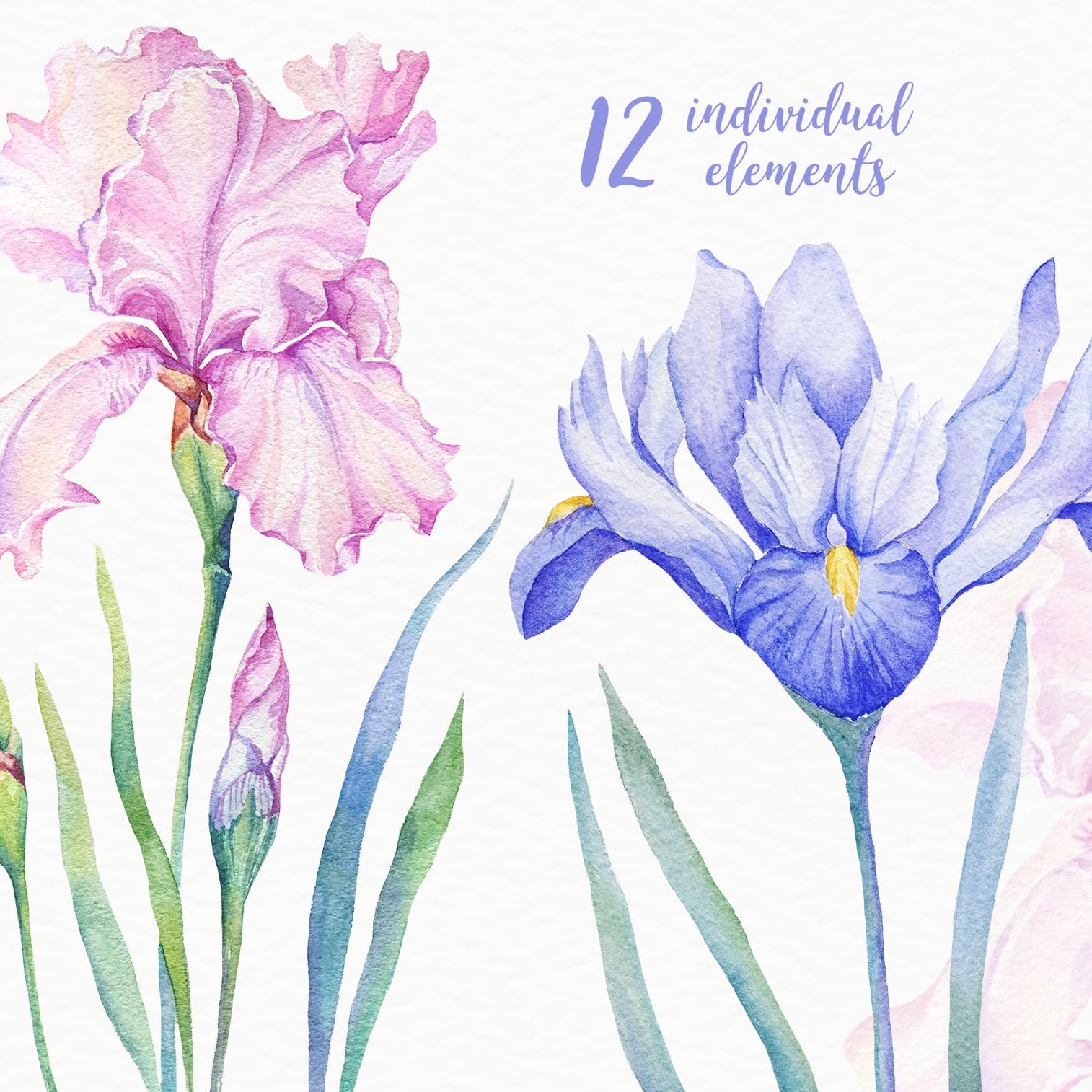 Watercolor Irises previews image.