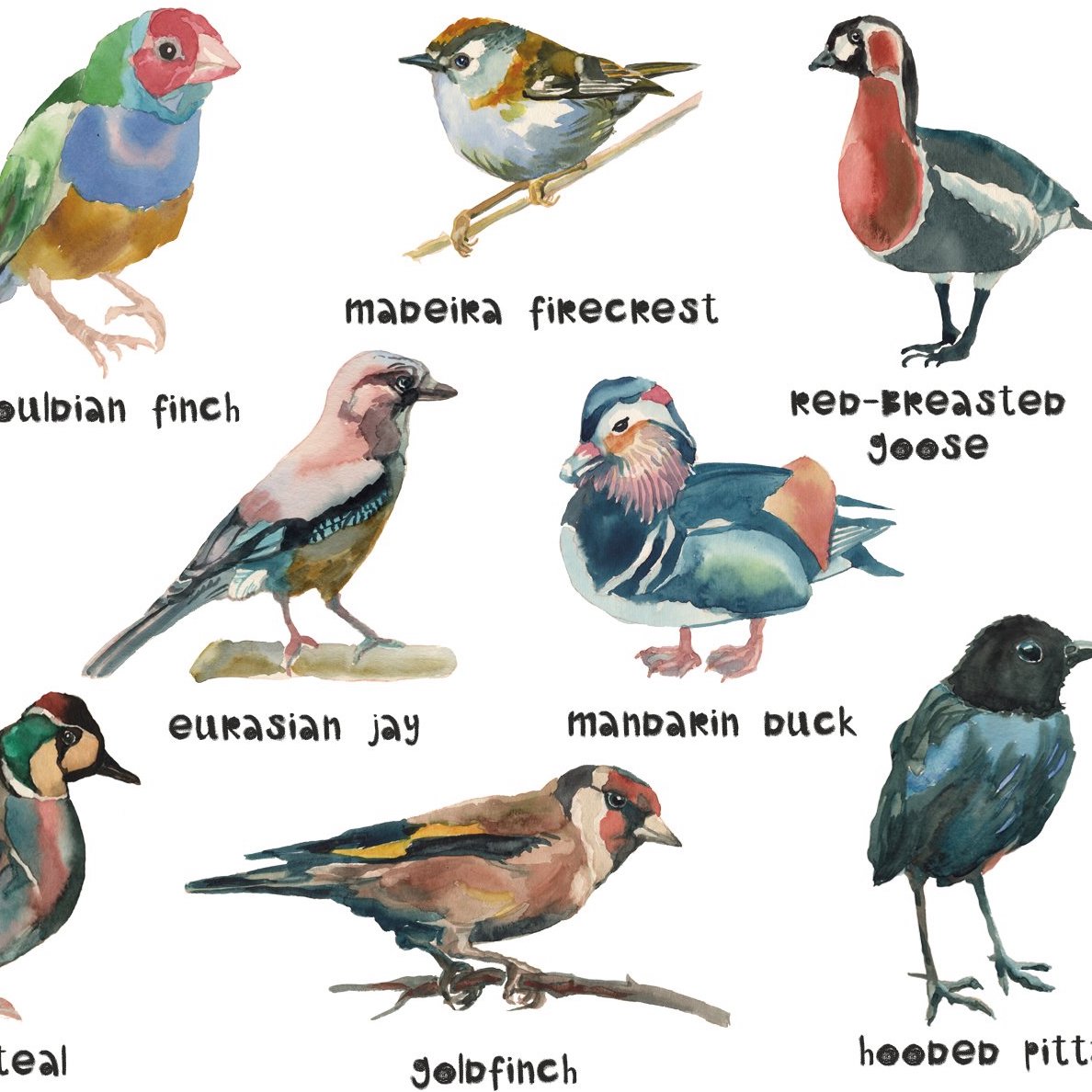 beautiful birds.