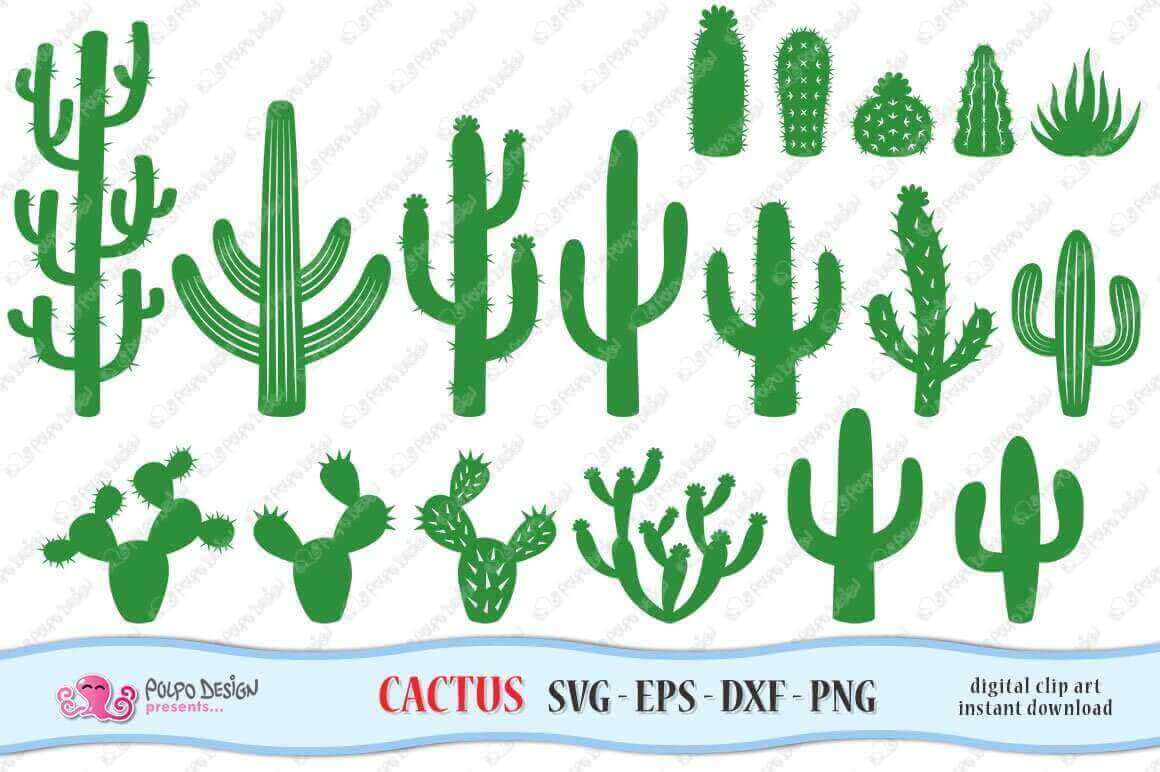 Green Cactuses on White Background.