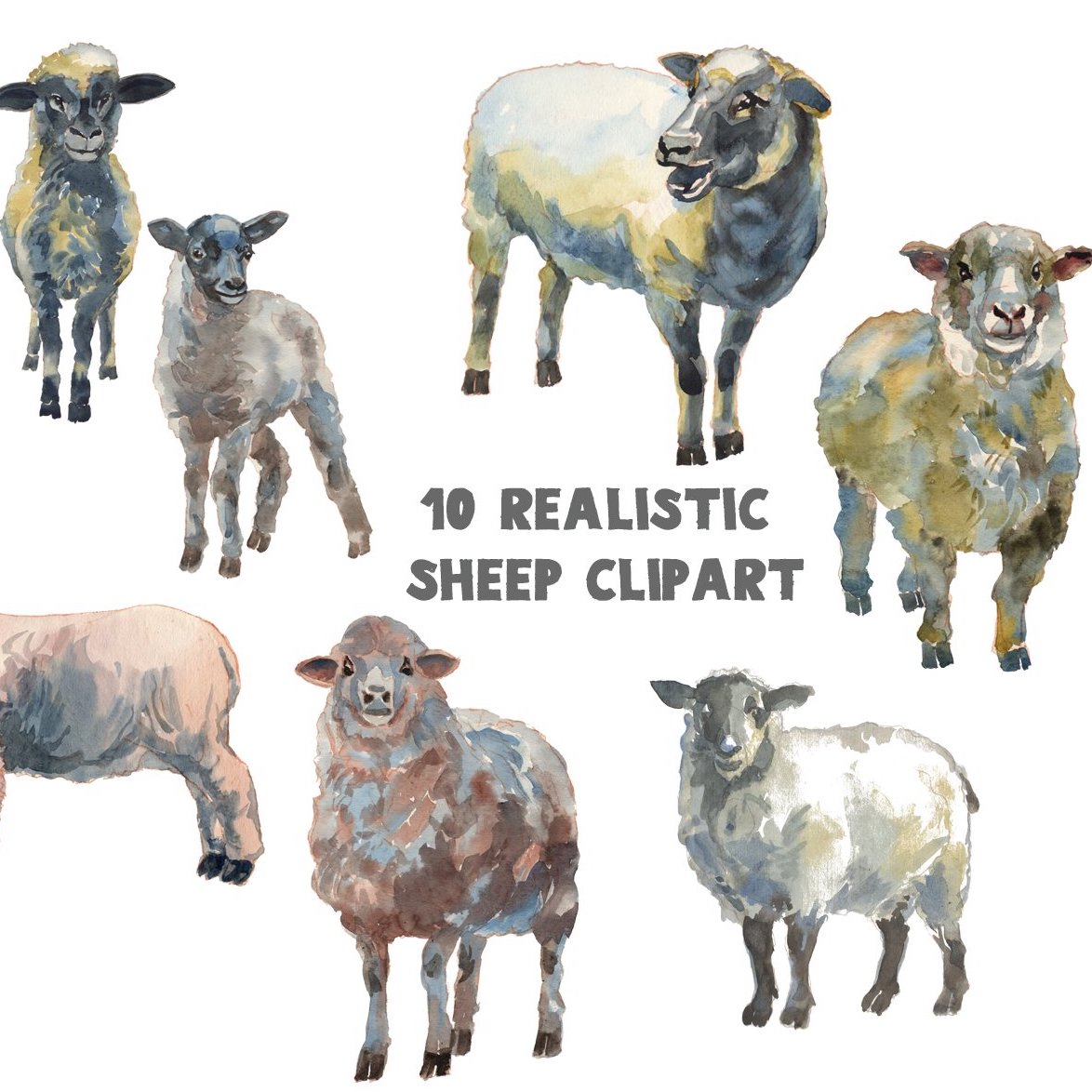 sheep lambs watercolor set
