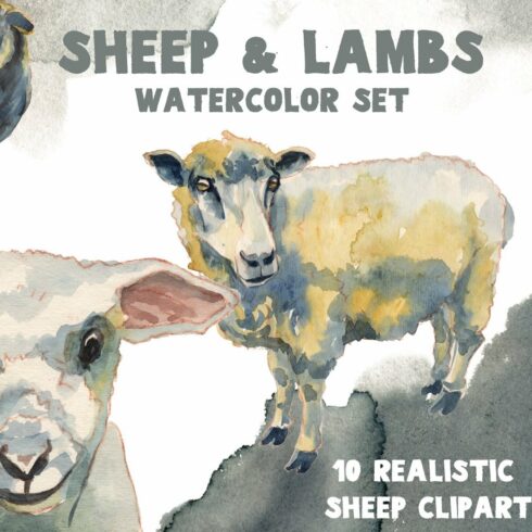 sheep lambs watercolor set1