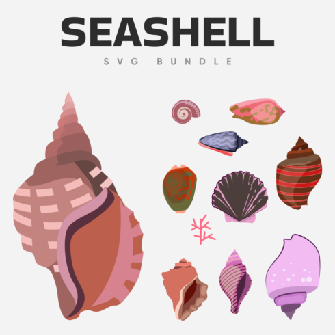 Bunch of different types of seashells on a white background.