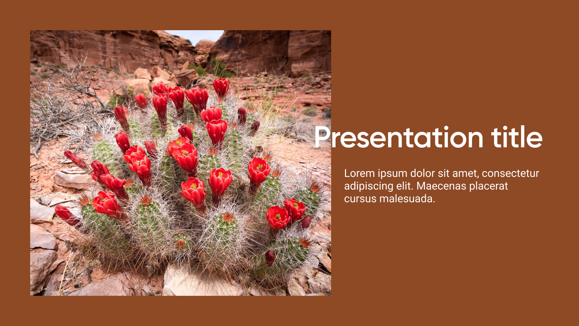 1 Preview Free Powerpoint Background Desert Flower.