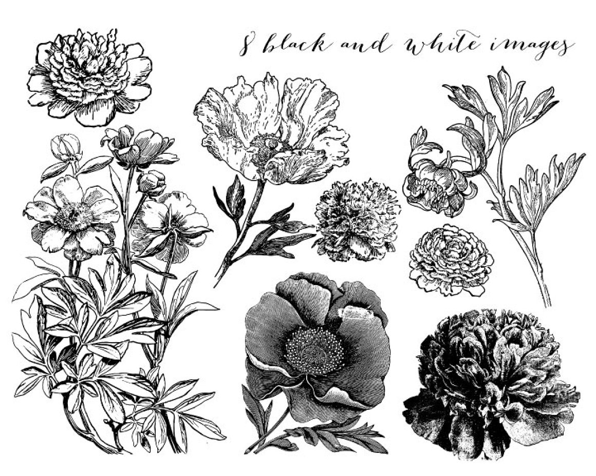 Black and white image of peonies.