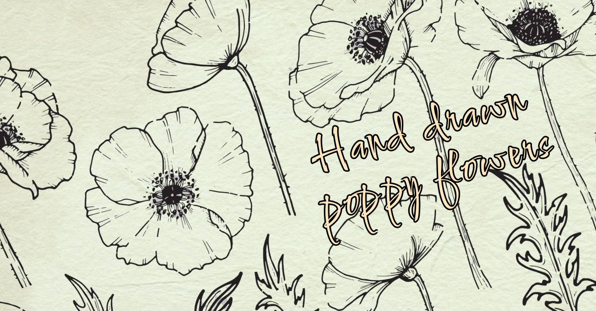 Hand drawn poppy flowers.