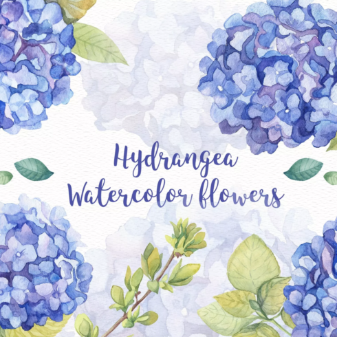 hydrangea watercolor flowers cover.