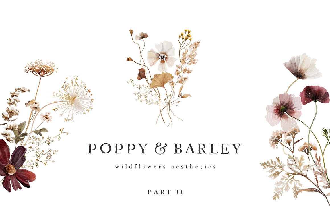 POPPY & BARLEY Autumn Wildflowers Part II.