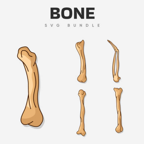 The bones of a dog and a bone bone.