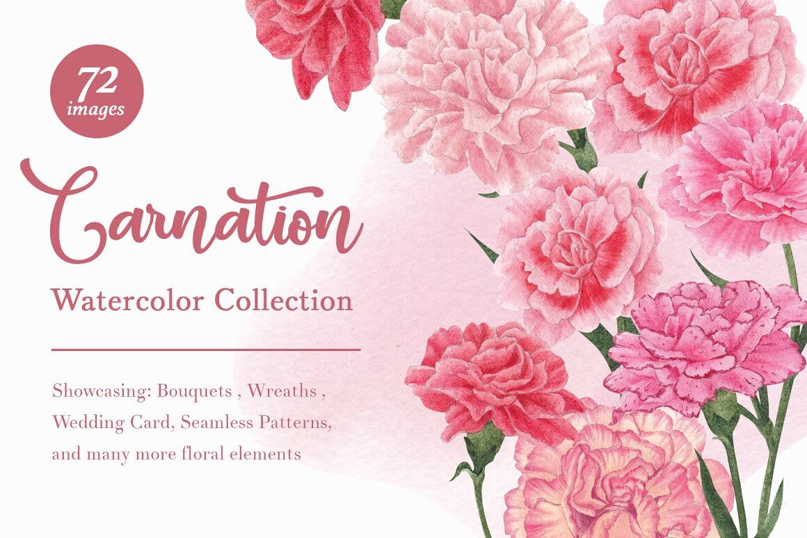72 Images Carnation Watercolor Collection.