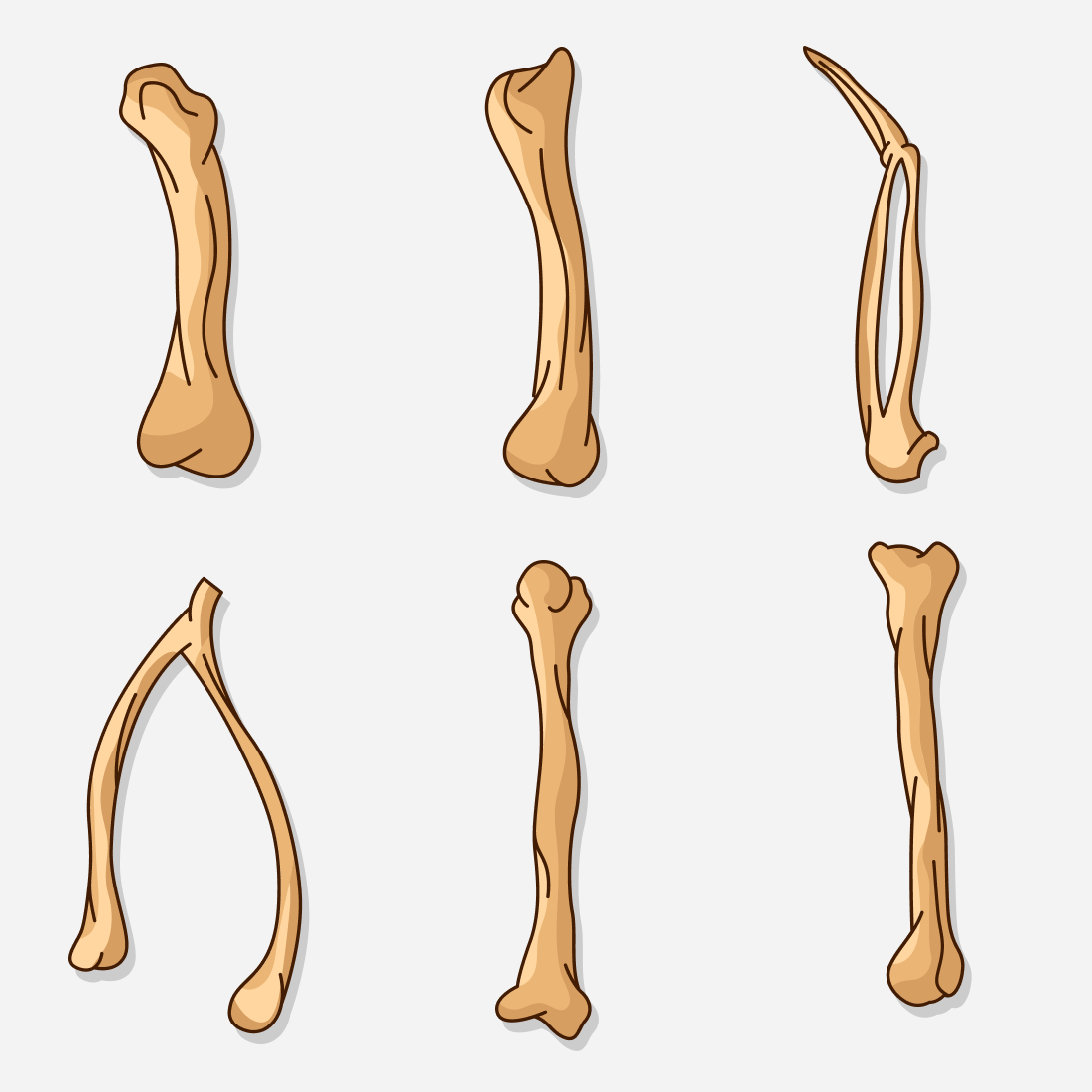 Beige bones of different sizes.