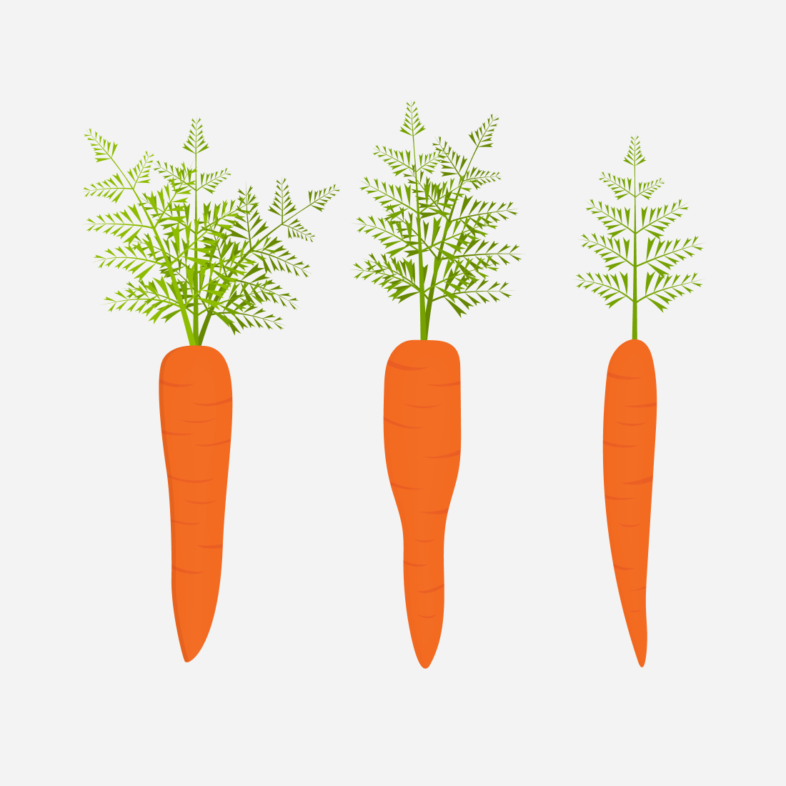 Three drawings of carrots on a gray background.