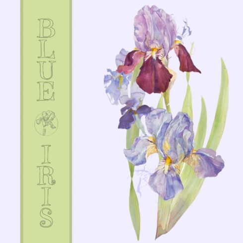 Blue Iris - Watercolor Clipart Set cover image.
