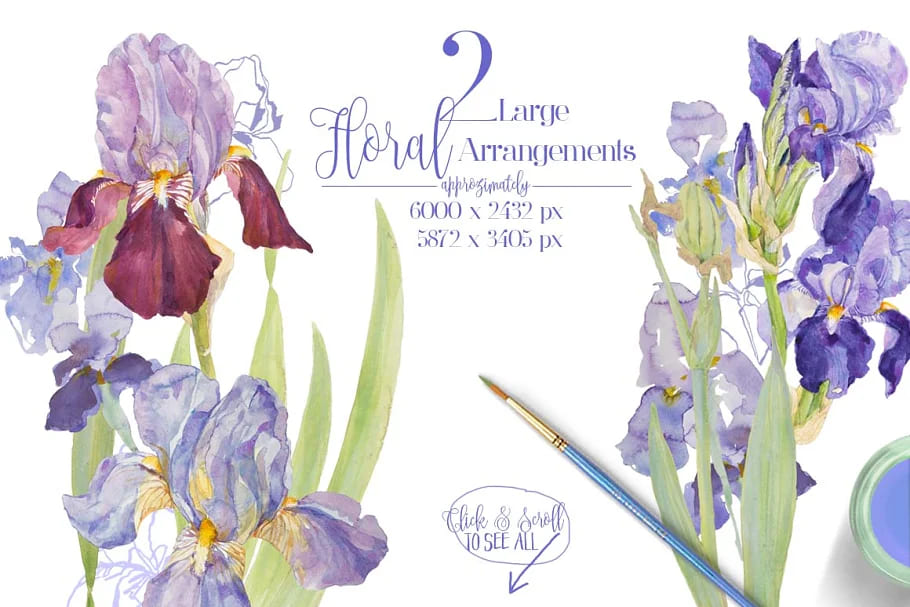 blue iris watercolor graphics.