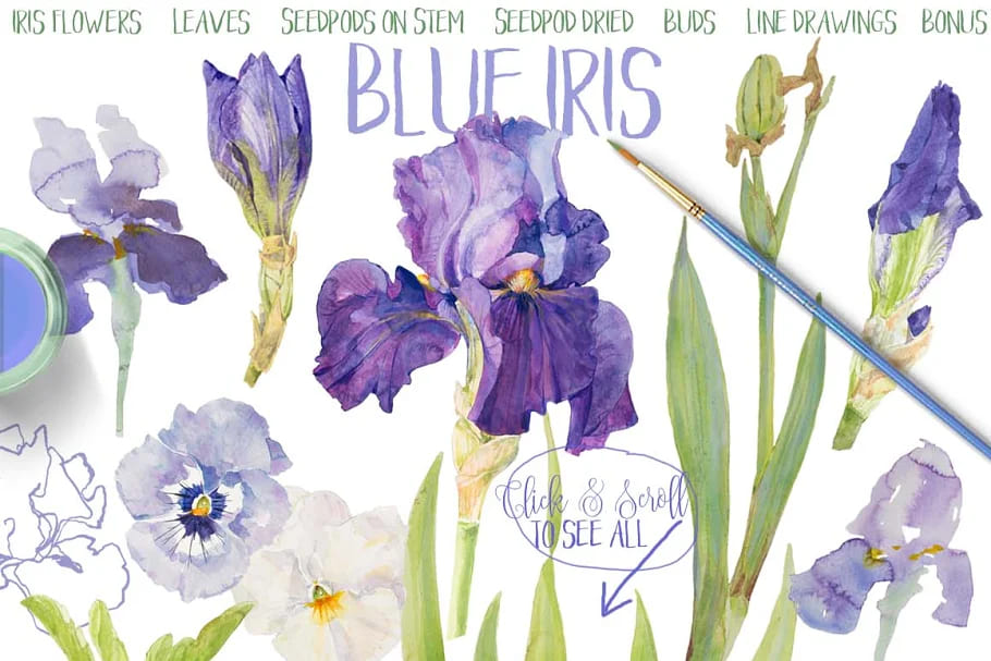 blue iris hand painted clipart.