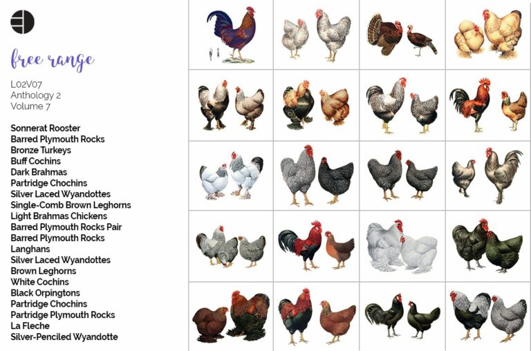 Chicken Clipart Bundle – MasterBundles