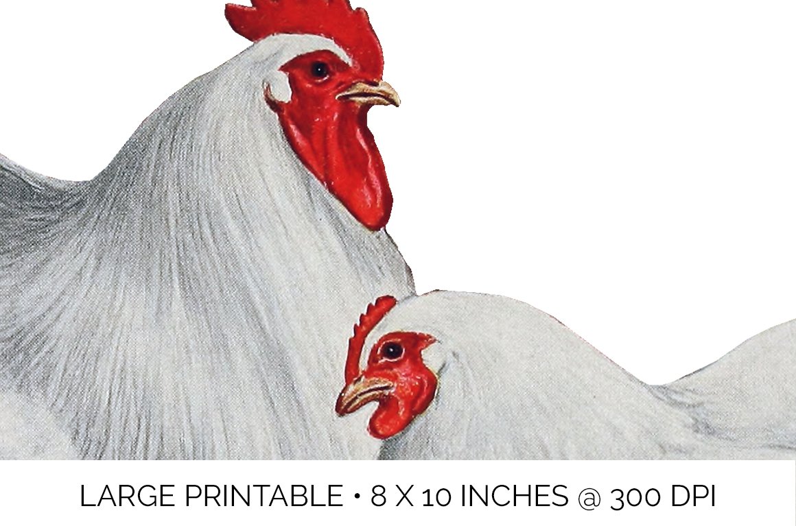 chicken clipart large printable