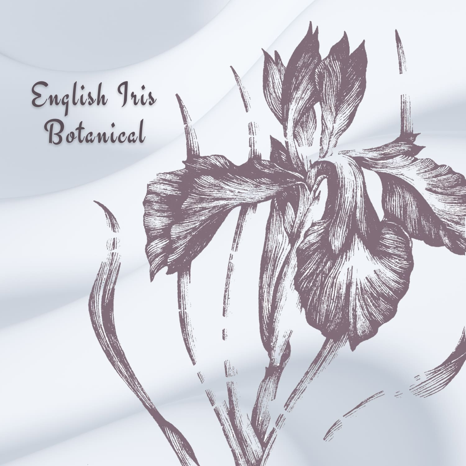 English Iris Botanical Illustration cover image.