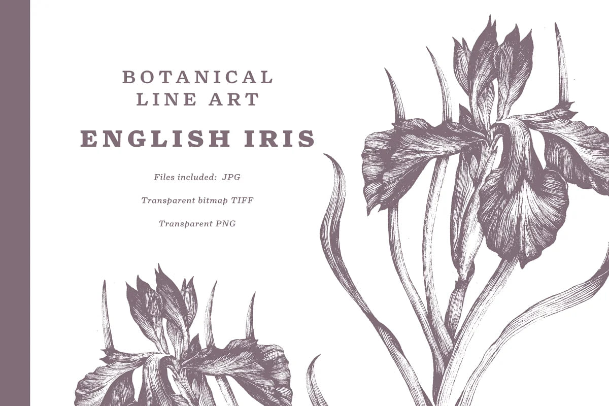 English Iris Botanical Illustration facebook image.